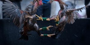 Đá Gà Cựa Dao Trực Tiếp – Full HD Khốc Liệt Nhất Tại Jun88