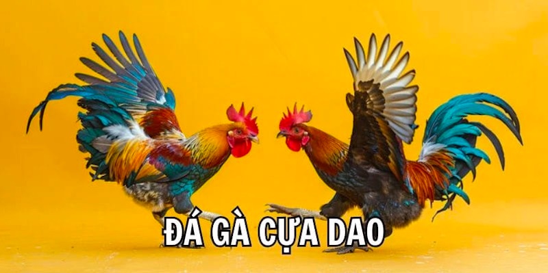Cách dưỡng và chăm sóc sau trận đấu Đá gà Cựa Dao