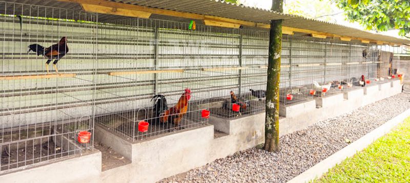 Mô hình nuôi gà đá theo từng giai đoạn phát triển